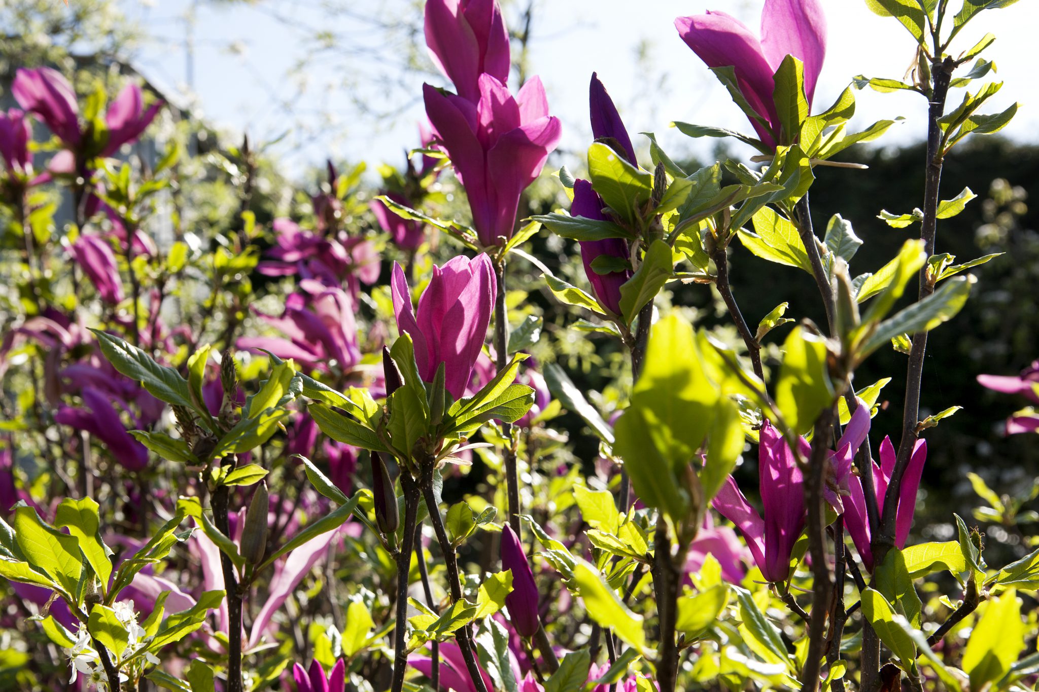 Heesters Het Plantenpark Deurne